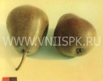 Gruszka Dekabrinka