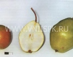 Gruszka Dobryanka (Sentyabrina)