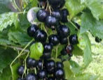 Porzeczka Dobrynia