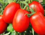 Pomidorowa księżna