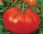 Etiuda Pomidorowa