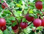Cukierki agrestowe