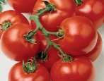 Pomidorowa czerwona gwiazda