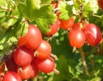 Mashenka agrestowa (Masheka)