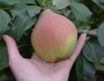 Gruszkowa Jesienna Susowa (Wielkoowocowa Susowa)
