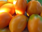 Pomidor Radunica
