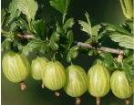 Wiosna agrestu