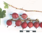 Agrest Różowy 2