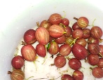 Sadzonka agrestu Lefora