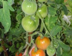 Szeherezada Pomidorowa