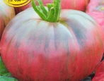 Pomidorowy Królik Czekoladowy