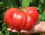 Pomidorowy Skorpion