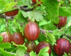 Zmiana agrestu