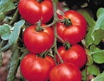 Unia Pomidorowa 8