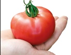 Pomidor Strega
