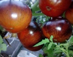 Pomidorowa ciemna galaktyka