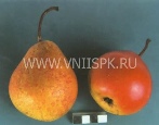 Gruszka Cichy Don