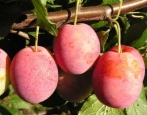 Śliwkowa Wiktoria (Królowa Wiktoria)