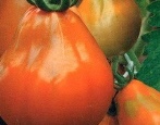Pomidorowa japońska trufla pomarańczowa