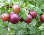 Rocznica agrestu