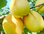 Ananas morelowy