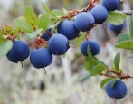 Bluetta jagodowa