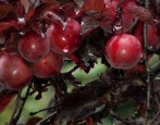 Brzoskwiniowy Burgund