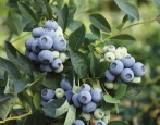 Blueberry Denis Blue