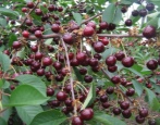 Książę Wonder Cherry