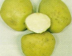 Ziemniaki Elżbieta