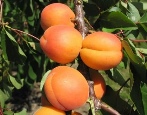 Ulubiona morela