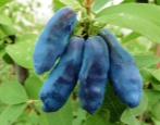 Banan Wiciokrzewu (Niebieski Banan)