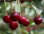 Cherry Griot Moskwa