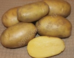 Ziemniaki Guliwera