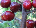Wiśnia o dużych owocach