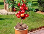 Nektarynka Rubis