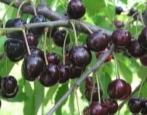 Wiśnia Odrinka