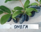 Wiciokrzew Omega