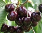 Wiśnia Rechitsa