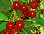 Czereśnia Rodina
