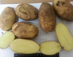 Ziemniaki Zorachka