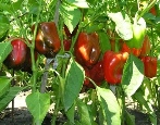 Papryka Antey