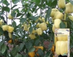 Papryka Belladonna