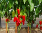 Papryka Fiuggi