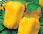 Pieprzowy gorospel