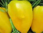 wilga pieprzu