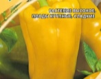 Żółta papryka kakadu