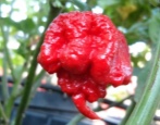 Papryka Karolina Reaper