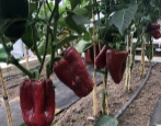 Papryka Claudio