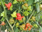 Papryka